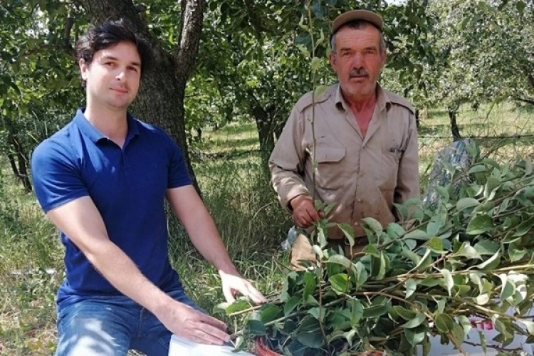 Kızık (Abbasi Armudu) Meyve Bahçesi Tesisi İçin Fidan Üretilecek