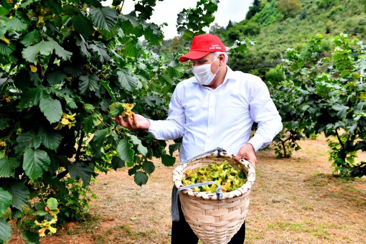 Başkan Zoroğlu fındık topladı