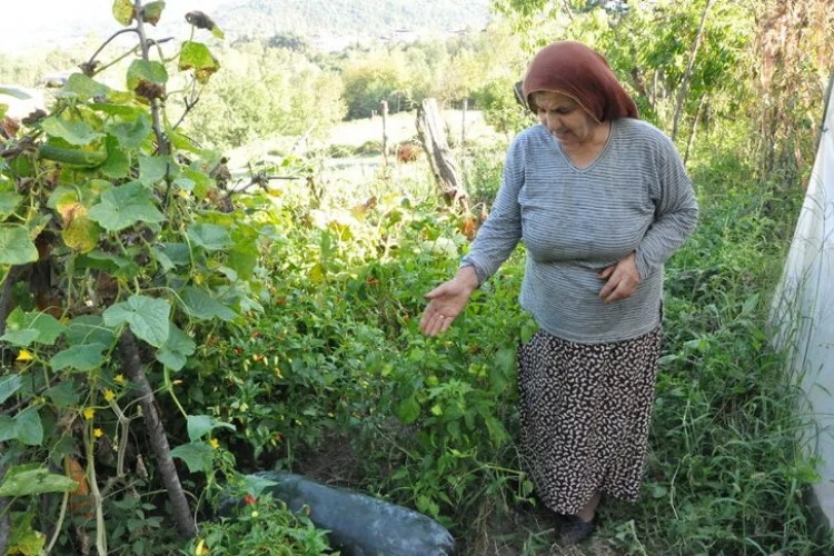 Çin Salatalıkları 1 Metreye Ulaşınca Paniğe Kapıldı