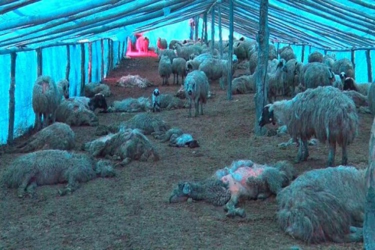 Elazığ’da çiçek hastalığı 600’den fazla koyunu telef etti