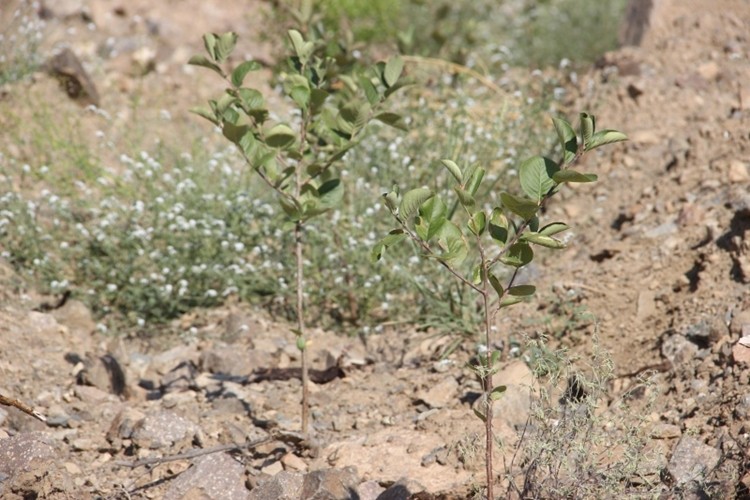 Süper Meyve “Aronia” Yusufeli’nde Yetiştirilmeye Başlandı