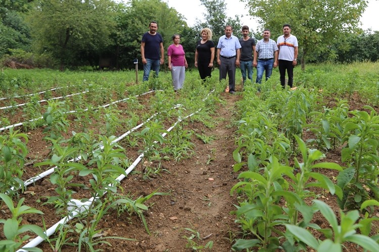 Bartın'da Alternatif Ürün Olarak Stevia Bitkisi Üretildi