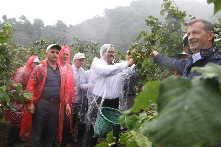 Giresun Valisi Sarıfakıoğulları, Fındık Hasadı Sezonunun Resmi Açılışını Yaptı