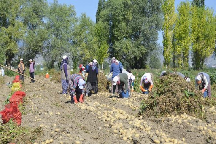 Yazlık Patateste Hasat Başladı