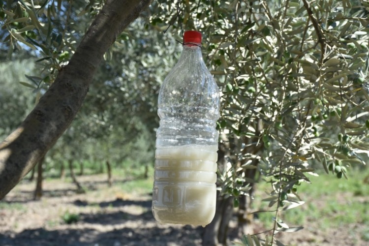 Zeytin Sineği ile biyoteknik mücadele dönemi başladı