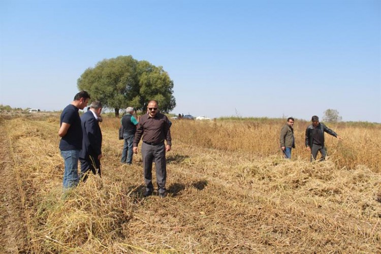 Iğdır'da İlk Soya Hasadı Yapıldı