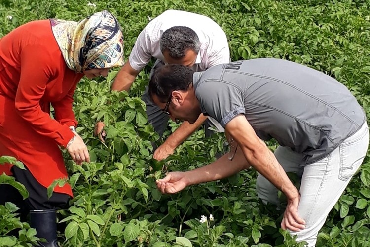 Seydiler'de Patates Üretim Alanları Kontrol Edildi