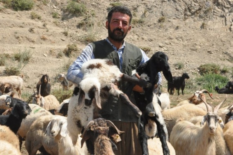 İran’dan Gelip 3 Bin 200 TL Karşılığında Çobanlık Yapıyor