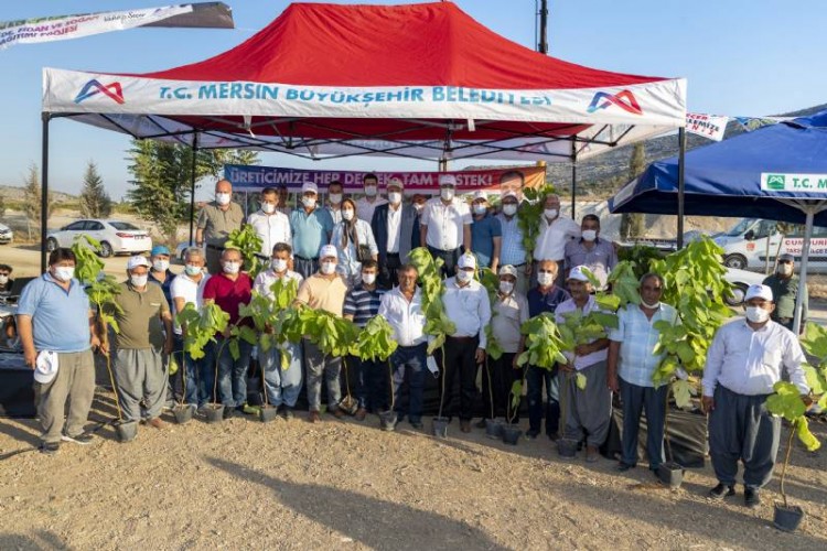 Başkan Seçer, üreticilere 12 bin 500 incir fidanı dağıttı