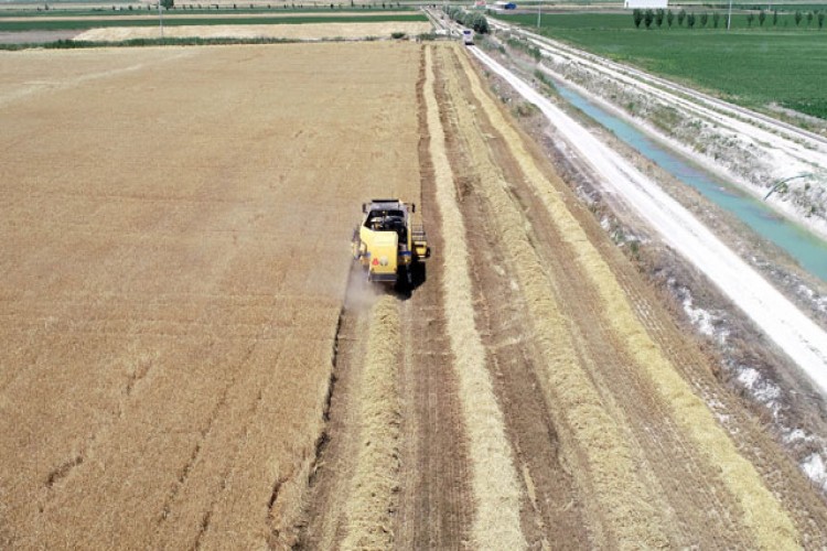 Buğday Rekoltesinde Yüzde 10'luk Artış Bekleniyor