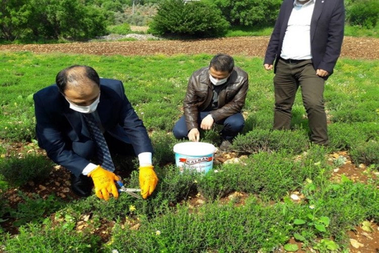 Kekiği İle Meşhur Altınözü İlçesinde Kekik Hasadı Başladı