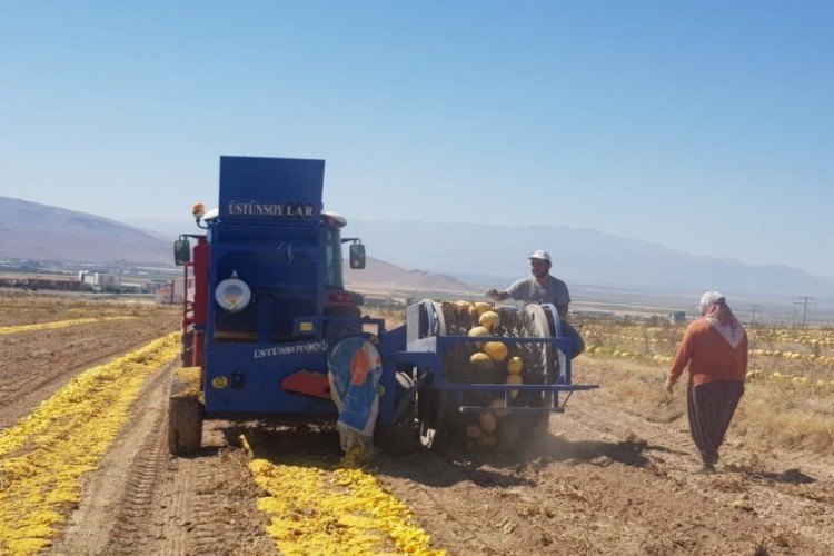 Develi’de Kabak Çekirdeği Hasadı Başladı