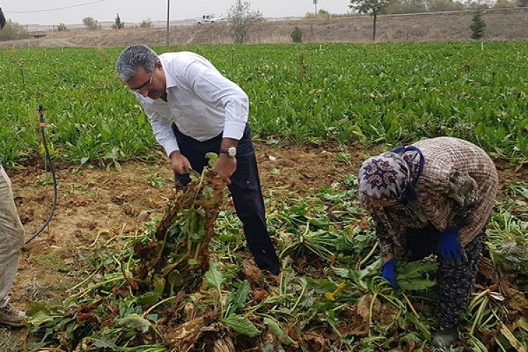 Pancar ve Patates Üreticilerine 34 Milyon TL Destek