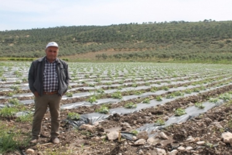 Kavun üreticisi hasat için gün sayıyor