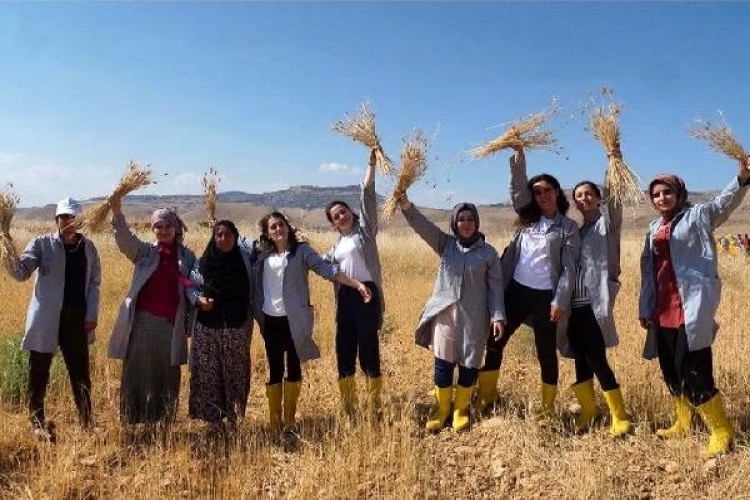 Mezopotomya'nın en eski buğdayında üç yılda 400 ton üretim