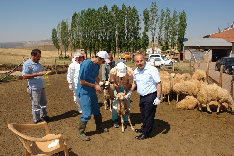 Sivas'ta Aşılama ve Küpeleme Çalışmaları Devam Ediyor