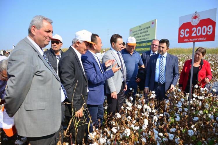 Yeni Geliştirilen Yerli Pamuk Çeşitleri Tarla Günü Düzenlendi