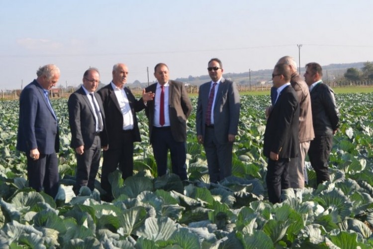 Tarla Gününde ‘Yerli Ve Milli Lahana’ Çeşitleri Tanıtıldı