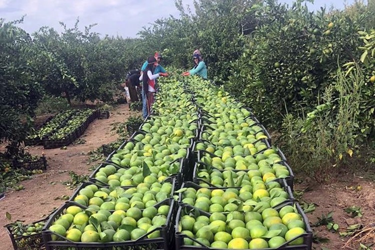 İlk 9 Ayda 460 Ton Limon Geri Döndü
