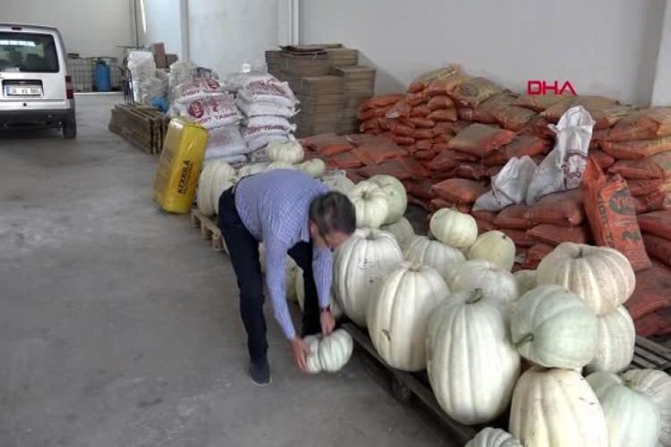 Kayseri Çiftçilere İlham Kaynağı Dev Kabaklar Yetiştirdi