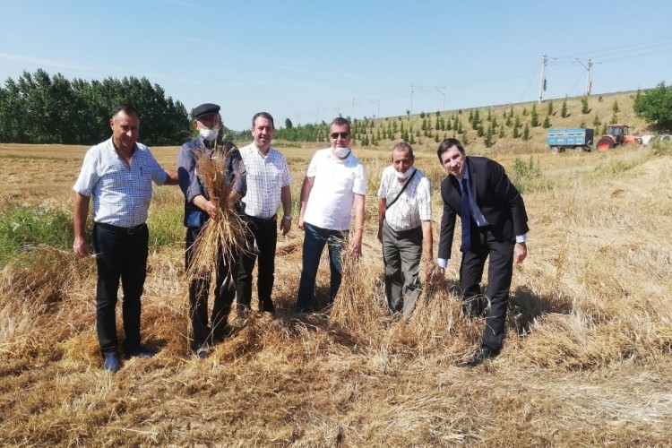 Tekirdağ'da 10 bin yıllık siyez buğdayının hasadı yapıldı