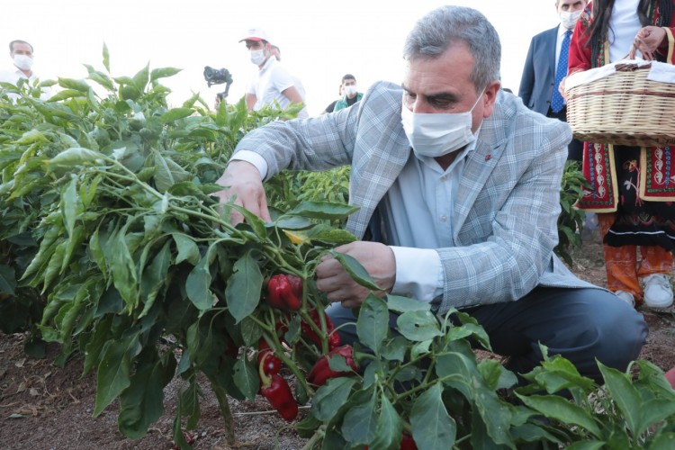 Başkan Beyazgül tarlada İsot hasadına katıldı