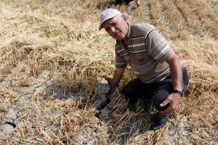 Değişen İklim Şartları Buğdayı Vurdu