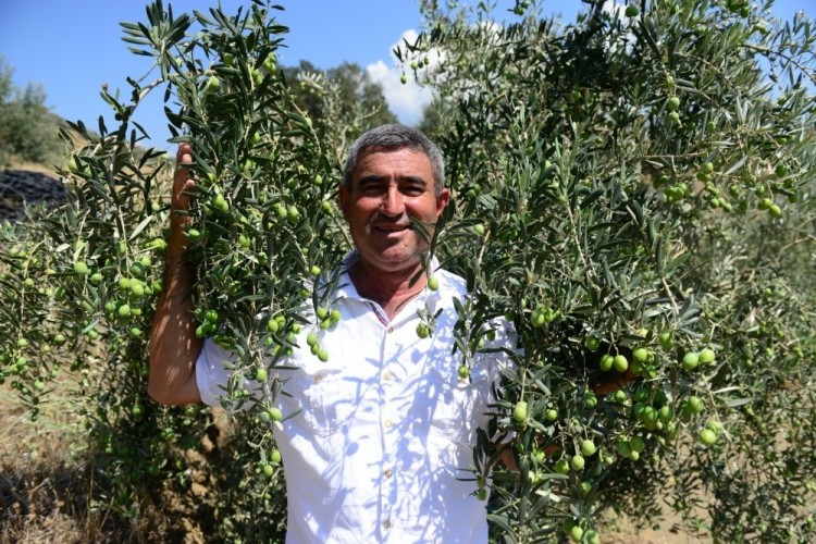 Dağı Taşı Zeytin Bahçesine Çevirdiler, Rekor Üretim Bekliyorlar