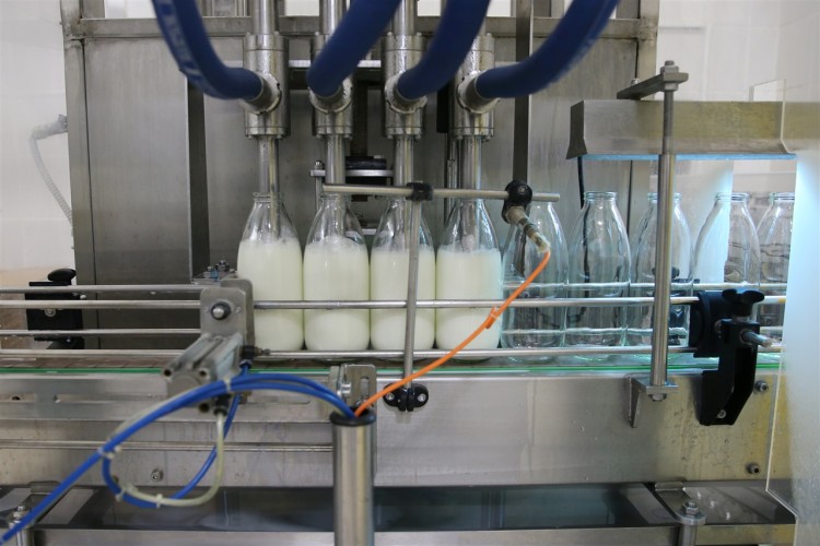 Toplanan İnek Sütü Miktarı Yüzde 3,1 Arttı