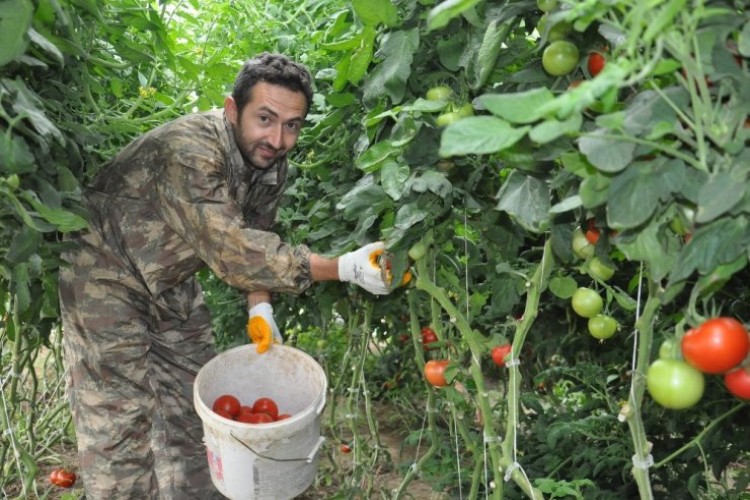 Gazeteciliği Bıraktı Köyünde Sera Kurup Domates Yetiştirmeye Başladı