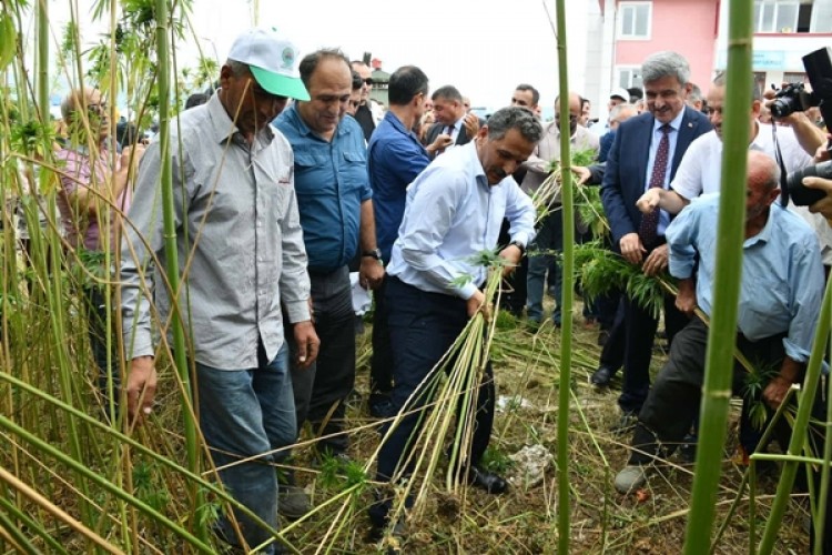 Vali Kaymak: 2023 Yılında 60 Bin Dekardan 150 Ton Kenevir Tohumu Olacak