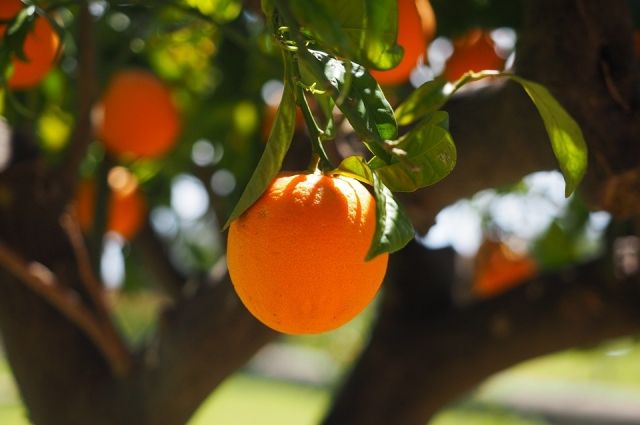 Yeni geleneksel hafta “Türkiye Narenciye Haftası”