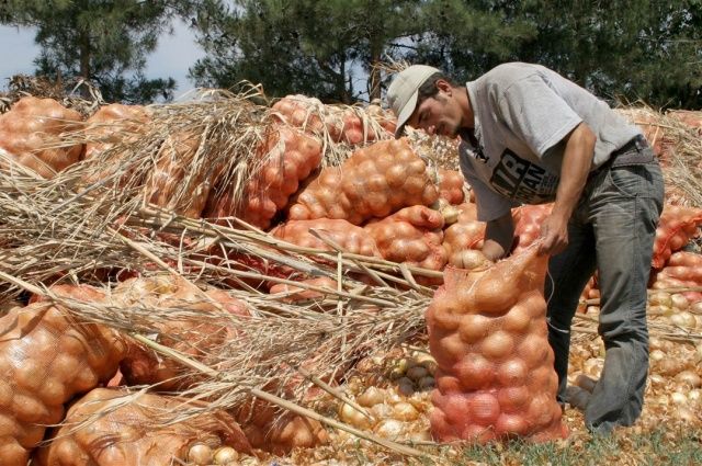 Soğanın Kokusu Çıktı