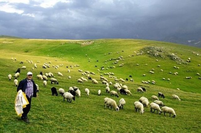 İnsanın çoban olası geliyor