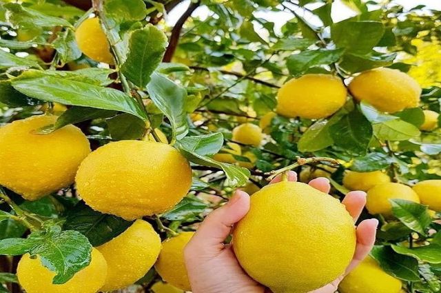 Bakan Şimşeğe çağrım “Tarım Orman Bakanlığının bütçesini belirlemeyi Bakanlığa bırakın”