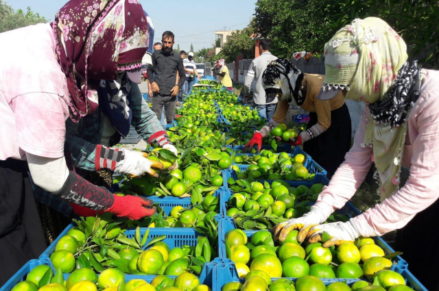 Narenciye Ağaçlarımızı Kesiyorsak, Bir Yerlerde Ciddi Bir Hata Yapmışız