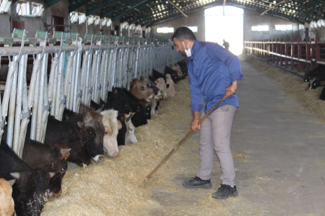 Hayvancılıkta İthalatı Bitirmek Mümkün mü? Bakan Yumaklı’nın Cevapları