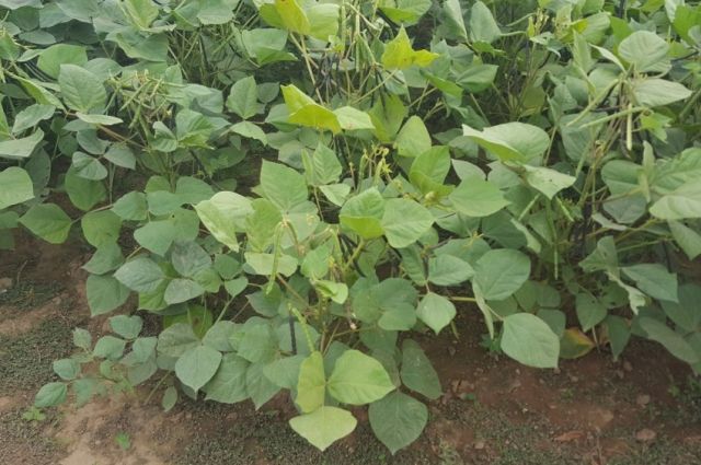 Anadolu’nun Unutulan, Günümüze Uyumlu Değeri: Maş Fasulyesi