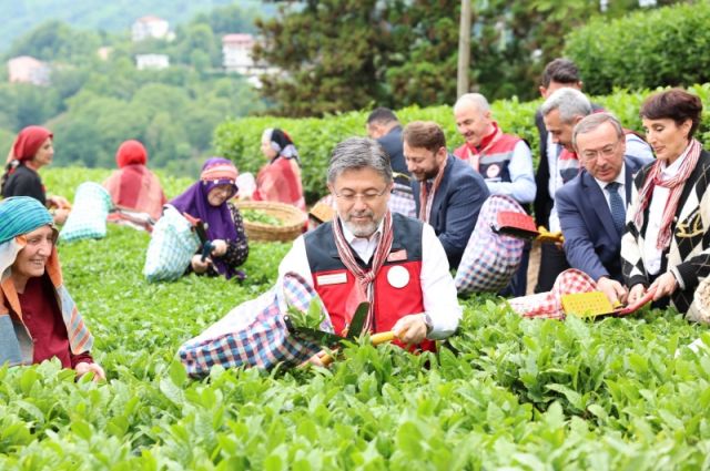 Doğu Karadeniz’in Beklediği Soru: Yaş Çay Kaç Lira Olacak?