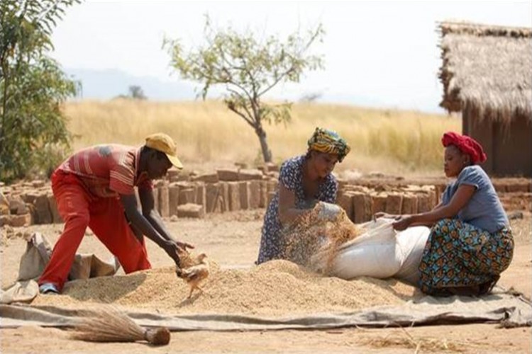 FAO: Tahıl üretiminde düşüş bekleniyor