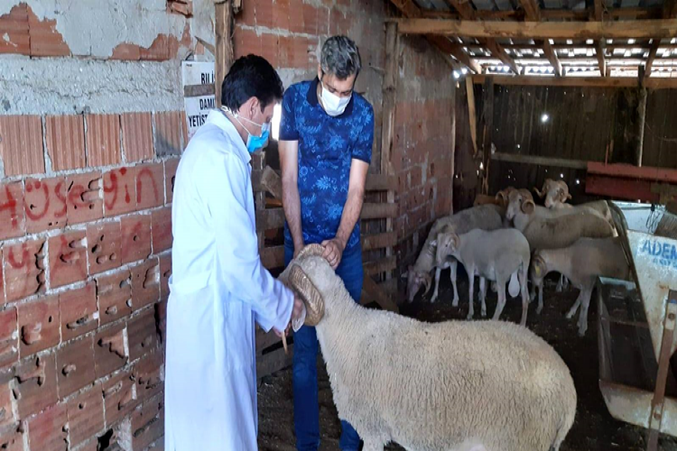 Hayvan ıslahı için damızlık koçlar seçiliyor