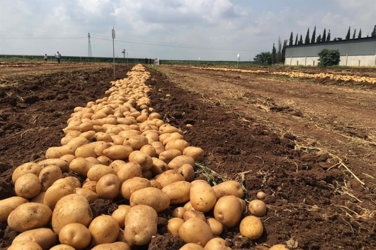 Gürer: “Patates Üreticisi Borçlarını Ödeyemiyor”