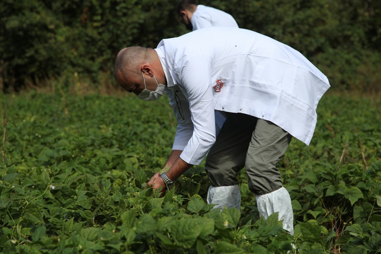 Bakliyat Köyünde Hasat Etkinliği ve Değerlendirme Toplantısı