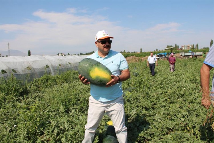 Iğdır'da yerli kavun ve karpuz hasadı başladı