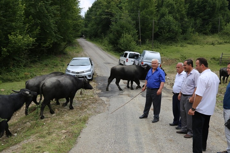 Bartın Damızlık Manda Düvesi Yetiştiriciliği Projesinde Üç İlden Biri