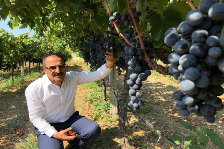 Superior Seedless Üzümünün İhracat Yolculuğu Başlıyor!