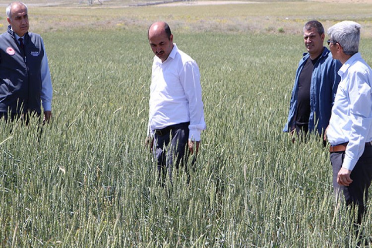 Cumhurbaşkanı Erdoğan'ın çiftçiye dağıttırdığı tohumlar başak verdi