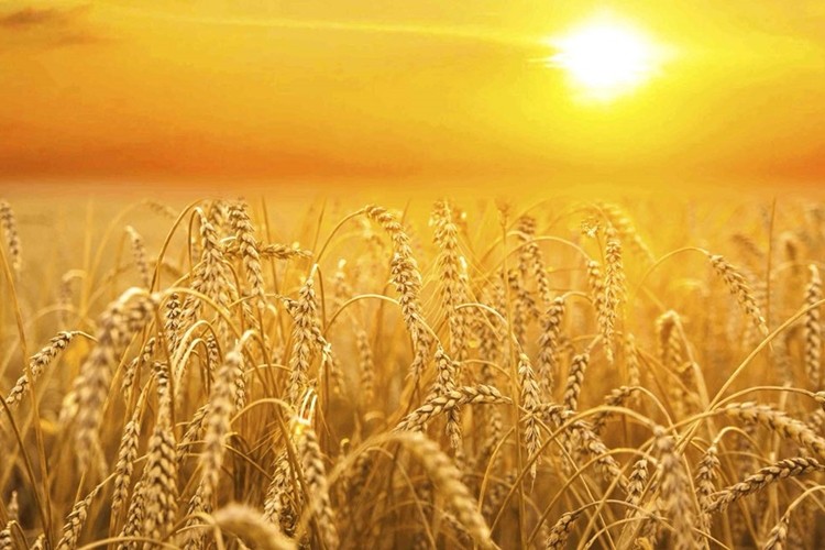 TMO Buğday Fiyatlarını Dengelemek İçin 2 Milyon Ton Satış yapacak