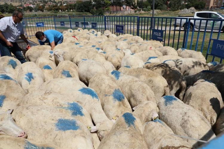 Eskişehir'de yetiştiricilere damızlık koç dağıtıldı