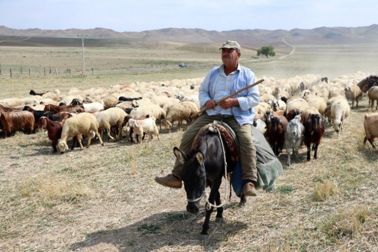 4 Bin Lira Maaşla Çalıştıracak Çoban Bulamıyorlar